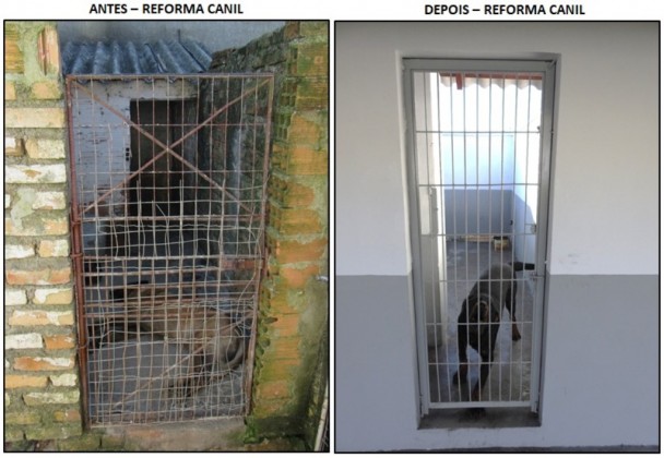 Imagem de um cão no canil