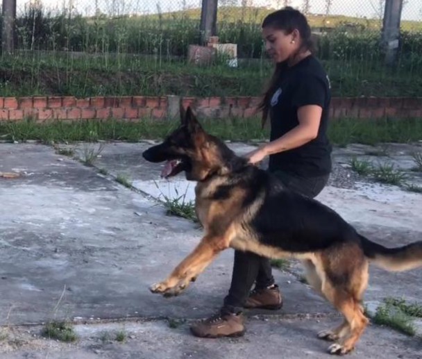 Imagem do cão e de sua treinadora
