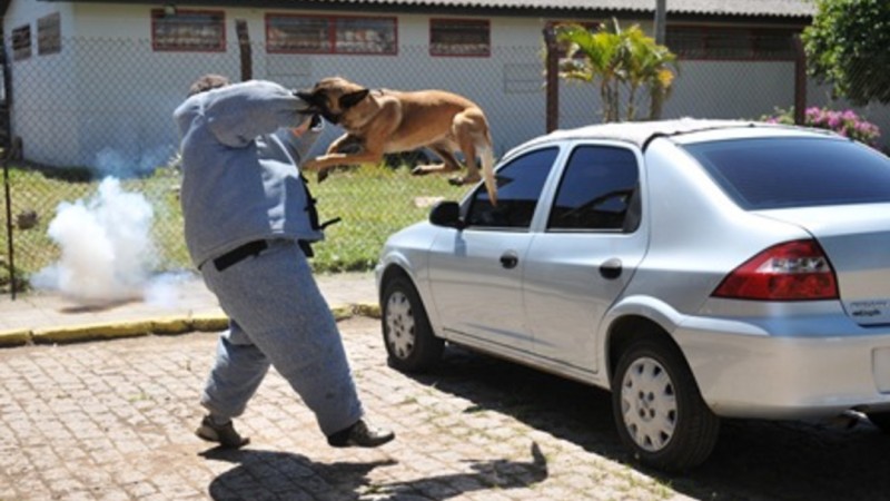 O grande cão de guarda Dogo Argentino » Cão em Foco